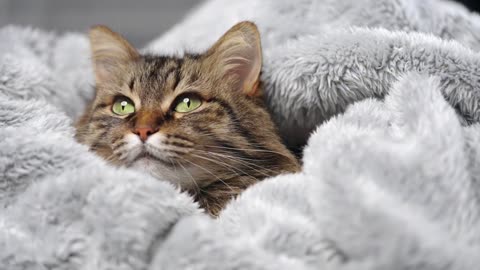 😹 "Fluffy Cats Caught Being Adorable… Even When They’re Doing NOTHING!" 🐾✨