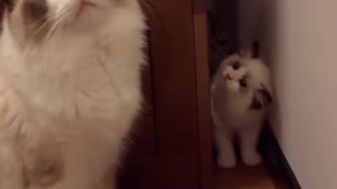 "Funniest Crazy Cat Moments Ever!"