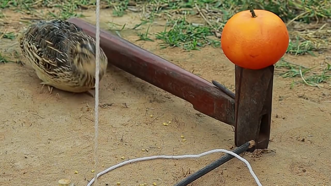 Unbelievable Bird Trapping Method - Best DIY Creative Quail Trap Idea