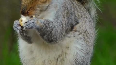 Acting Squirrelly 🐿️🌰 | Sounds of Nature