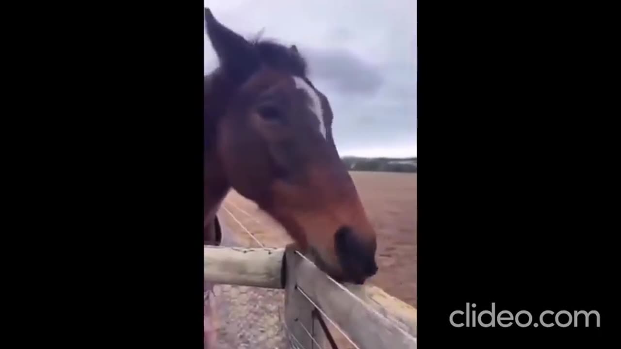 Animals never stop amazing and Impressing us