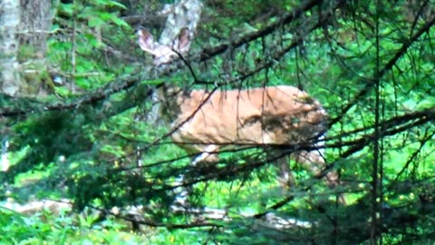 White-tailed deer