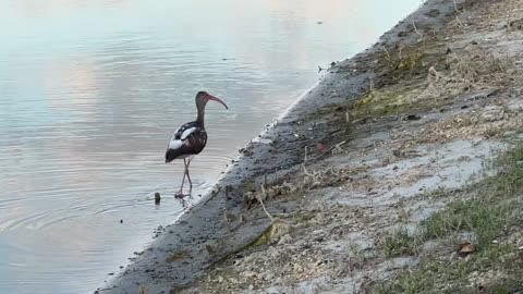 Wading Birds Galore: 4-15-2025