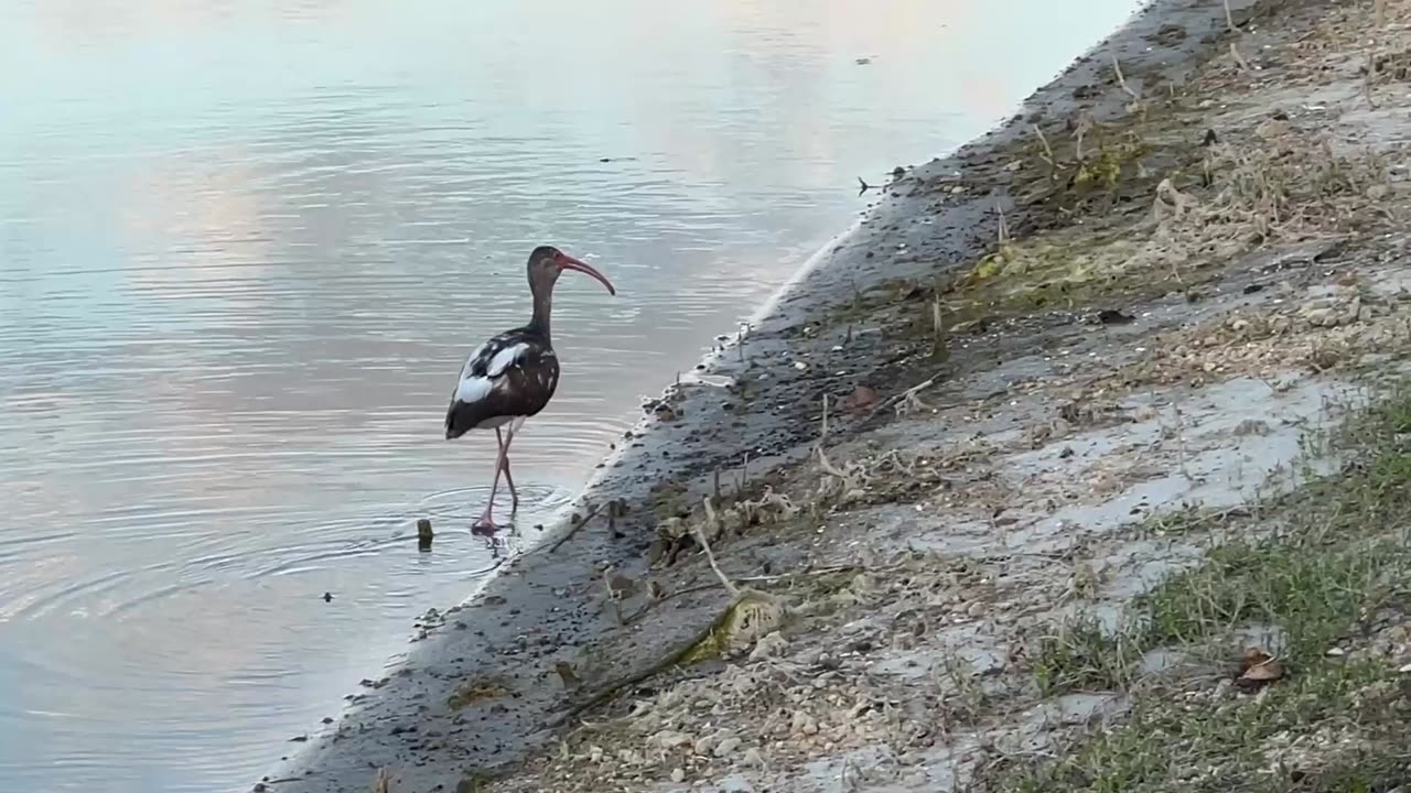 Wading Birds Galore: 4-15-2025