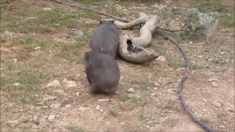 From Rare to Adorable: 10 Exotic Animals You Can Own