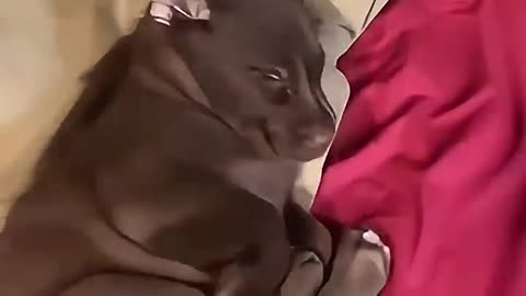 Dogs sleeping off 😃😃😃🤣🤣