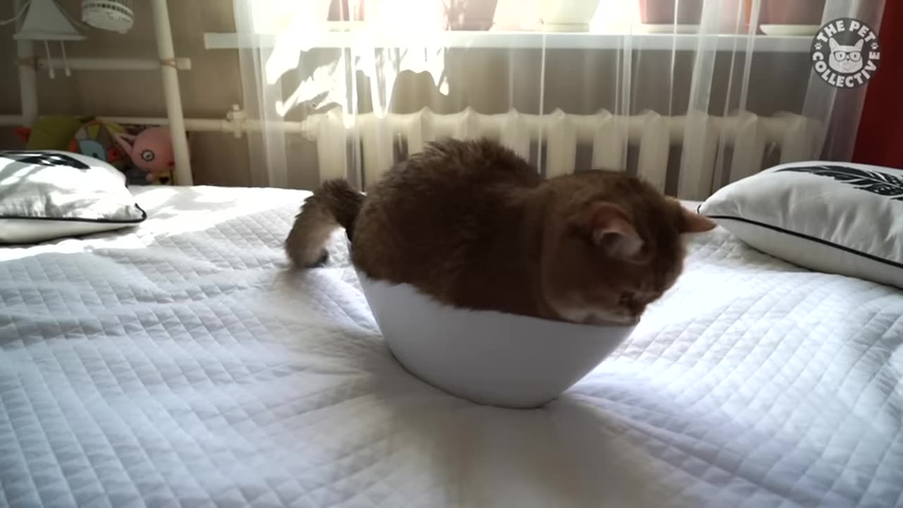 funny-pet-video-compilation-202XX--the-pet-collective---try-not-to-laugh