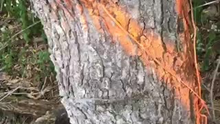 Felling Trees for a Softer Forest Edge - pt. 2