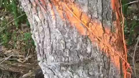 Felling Trees for a Softer Forest Edge - pt. 2