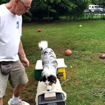 Platform & Balance Beam section 8