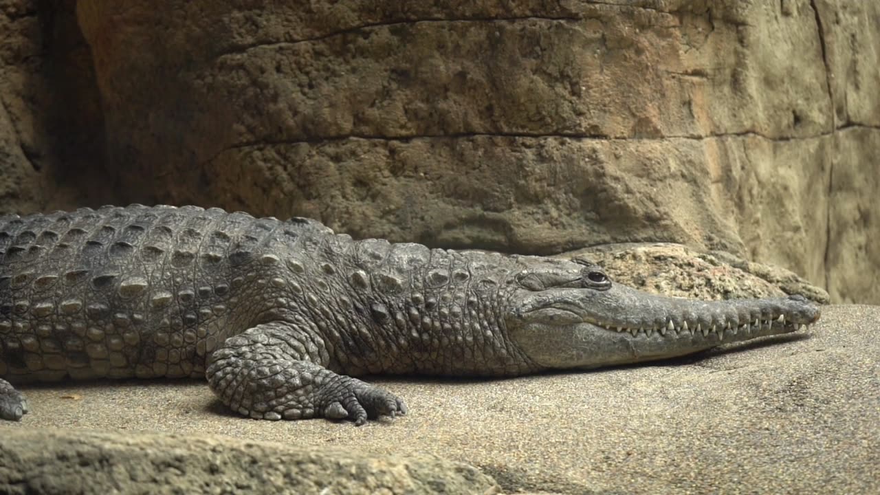 Cute Animal Ep244