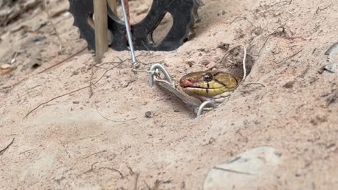 DIY Snake Trap using New scissors - Videos blog Reels |4