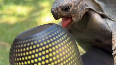 🐢🎶 Turtle's Singing Voice is EXTREMELY MELODIOUS! | FunFM