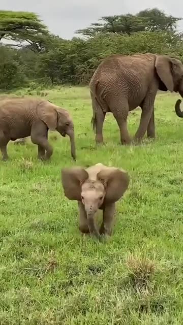 HE IS SO BRAVE! 🐘🛡️ Baby Elephant Protects His Family!