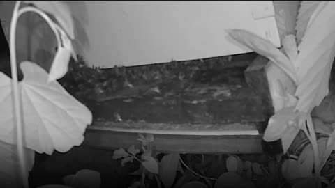 Monday Night - Bees After Dark