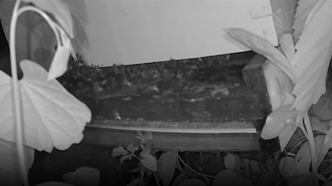 Monday Night - Bees After Dark
