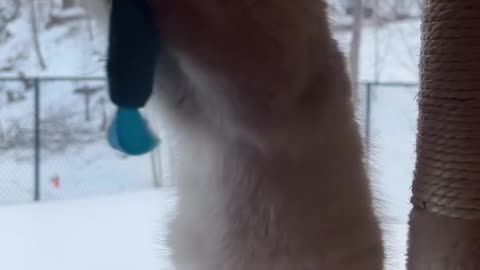 Fluffy fury buddy playing