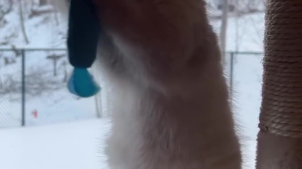 Fluffy fury buddy playing