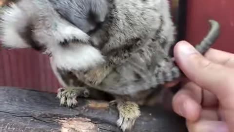 Returning the marmoset babies to mom after a medical check.