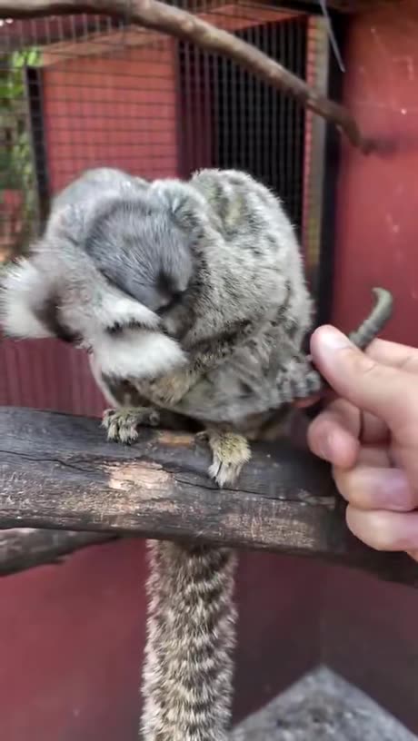 Returning the marmoset babies to mom after a medical check.