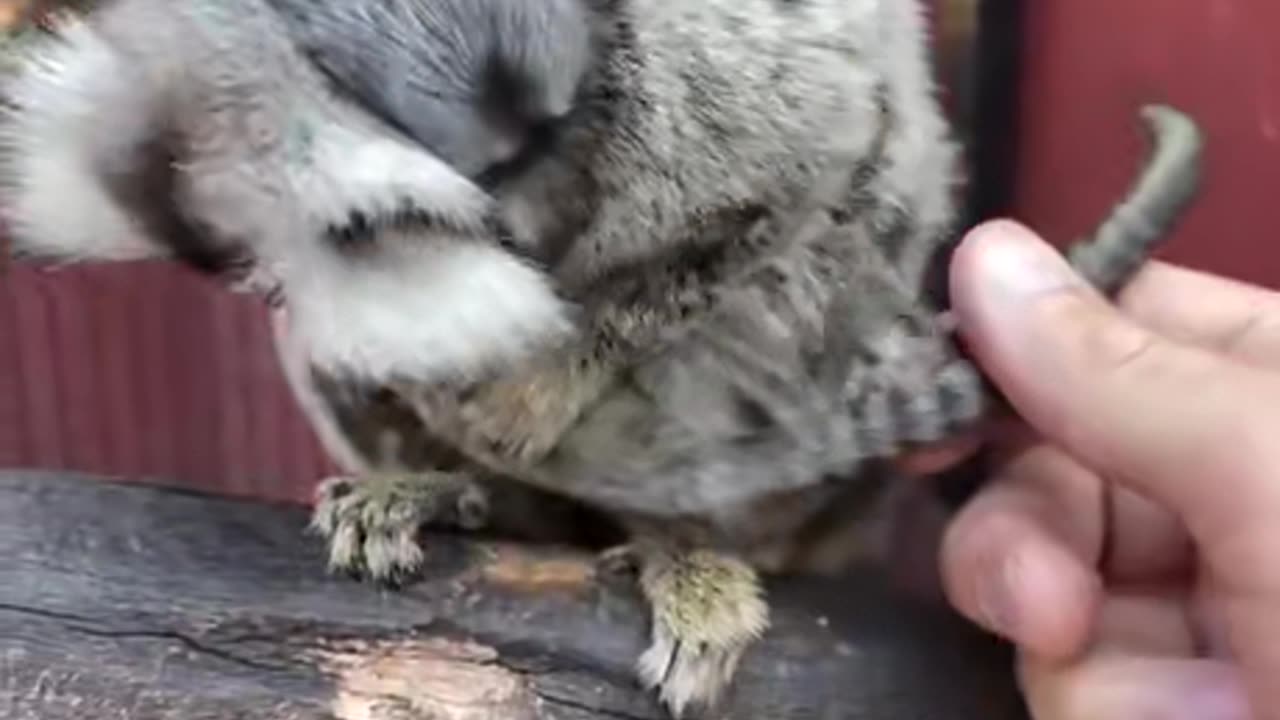 Returning the marmoset babies to mom after a medical check.