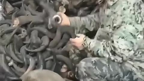 Viral