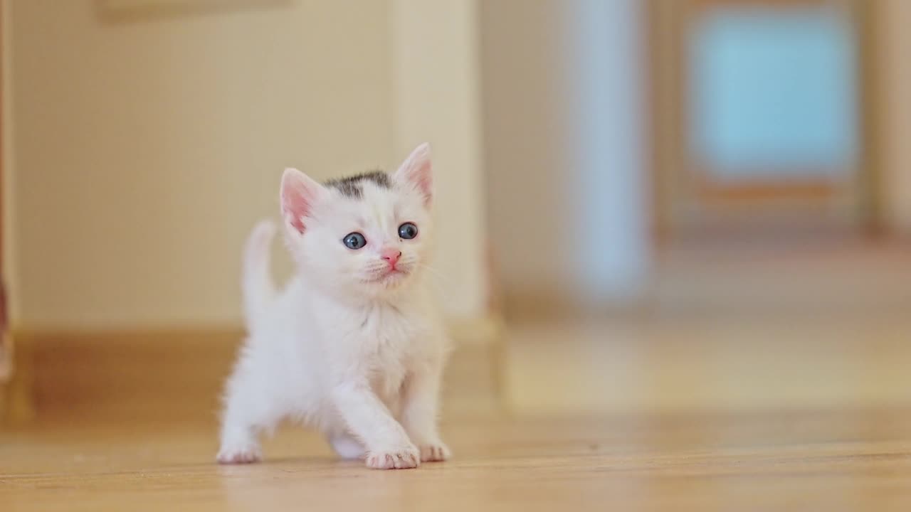 kitten first steps white kittens
