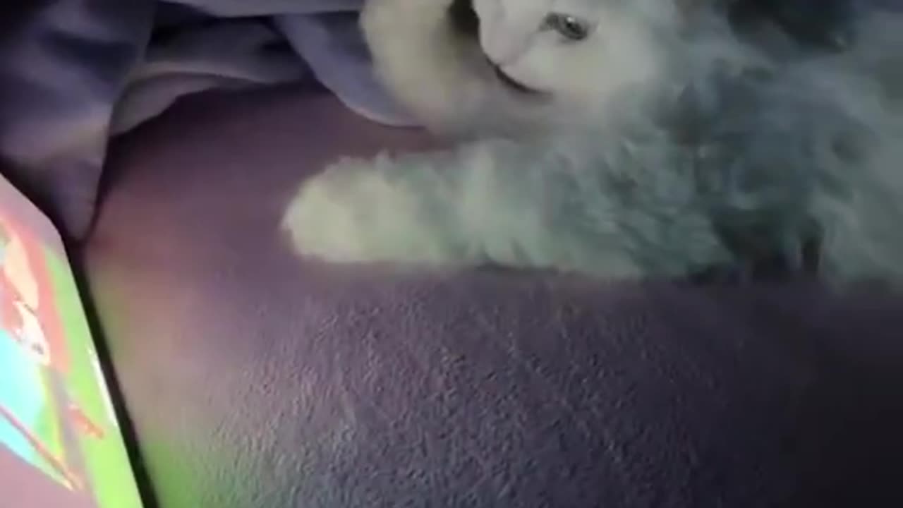 My cat loves movie night with the kids.