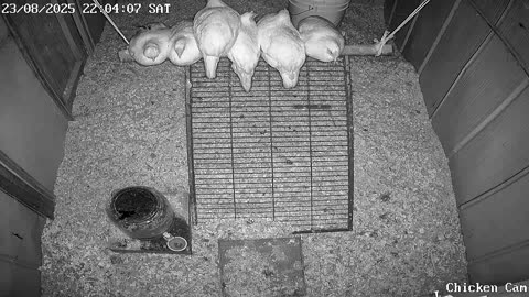 Millar Time Chicken Cam