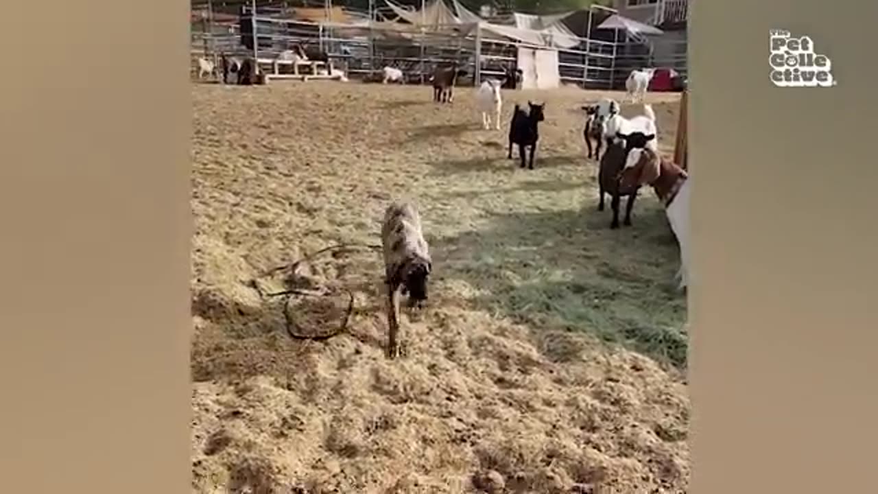 funny animals