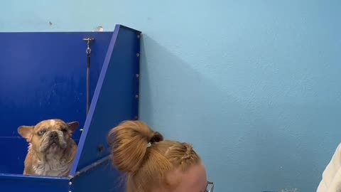 Эта собака позади меня была Дополнительно вокальной, ожидая, когда ей подстригут когти...