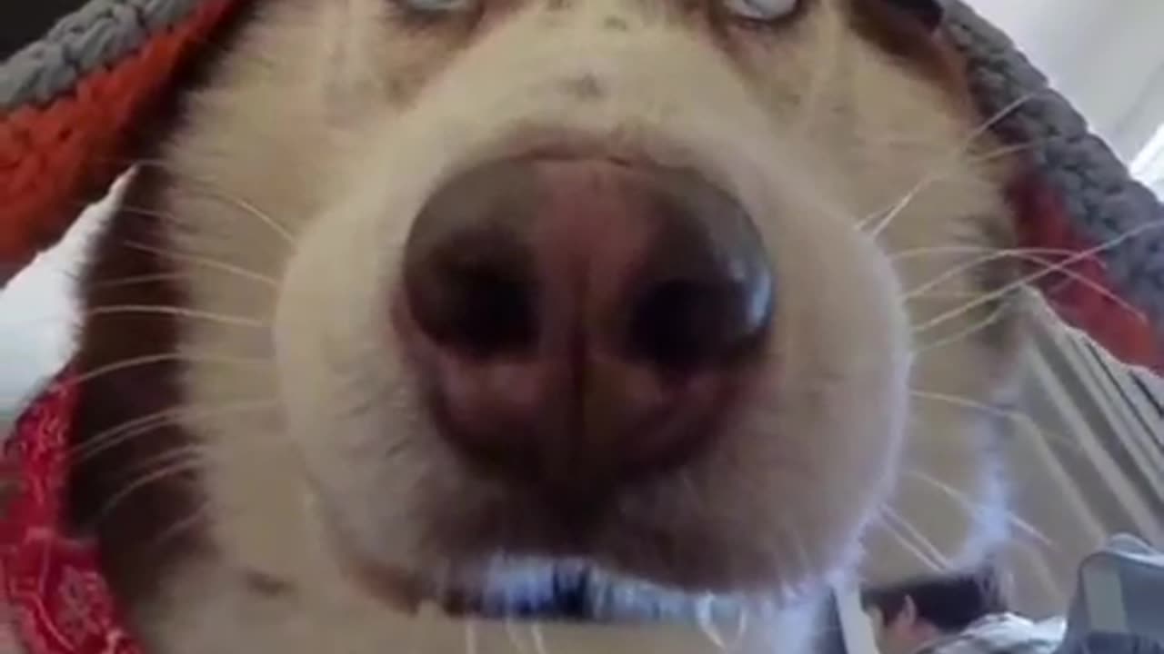 DOG FUNNY FACE REACTION