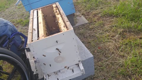 Installing a queen in a BEE Hive