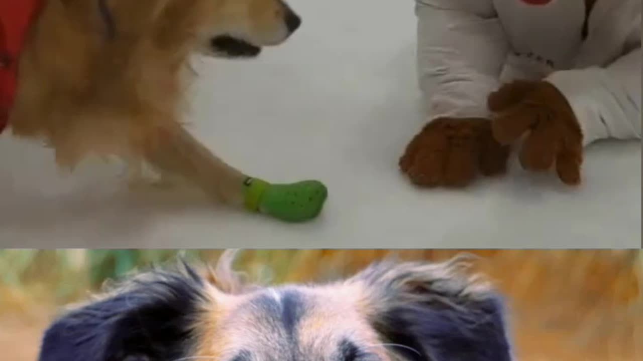 Dogs happy video s