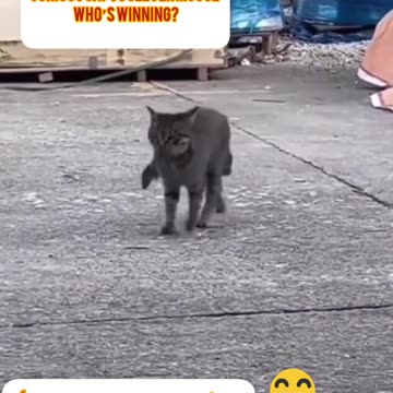 Cat and Mouse Playtime بازی بامزه گربه و موش