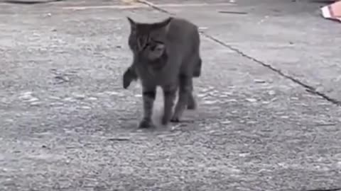 Cat and Mouse Playtime بازی بامزه گربه و موش