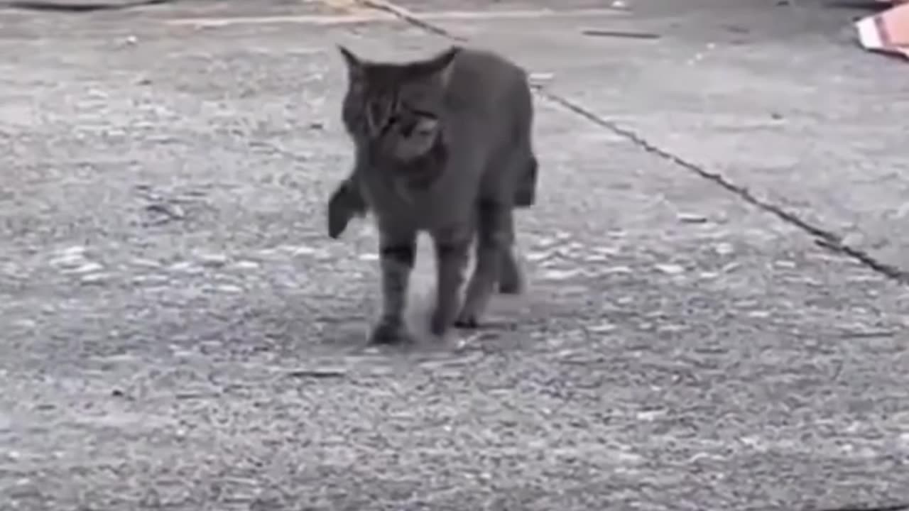 Cat and Mouse Playtime بازی بامزه گربه و موش