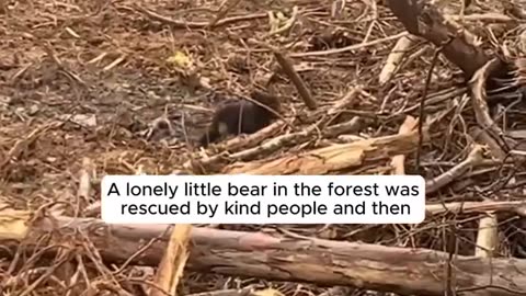 A lonely little bear in the forest was rescued by kind people and adopted it