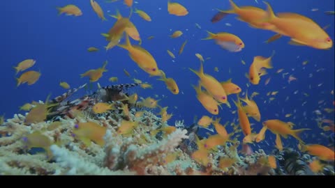 30 Hours Livestream Underwater Relaxation Music 🌊🎶🧘‍♂️