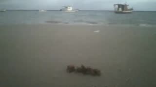 Filming a seaweed in the sand of the beach, fishing boats and the sea [Nature & Animals]