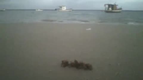 Filming a seaweed in the sand of the beach, fishing boats and the sea [Nature & Animals]