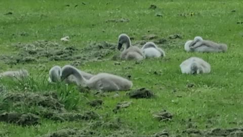 Mute Swans With Cygnets. In Great Britain.