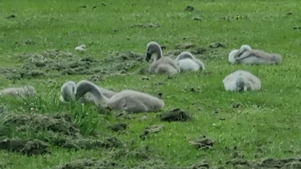 Mute Swans With Cygnets. In Great Britain.