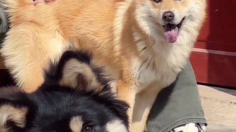 A good canine companion, the "tilted-head charm"