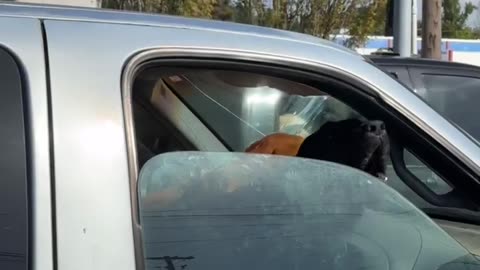 😂🐶 One-Sided Bark-Off: Hilarious Reaction! | FunFM