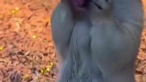 Funny Squeral