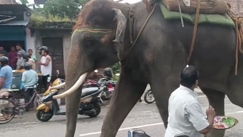 Brave Elephant Walking on Road 🐘🚗 Asking Food from People