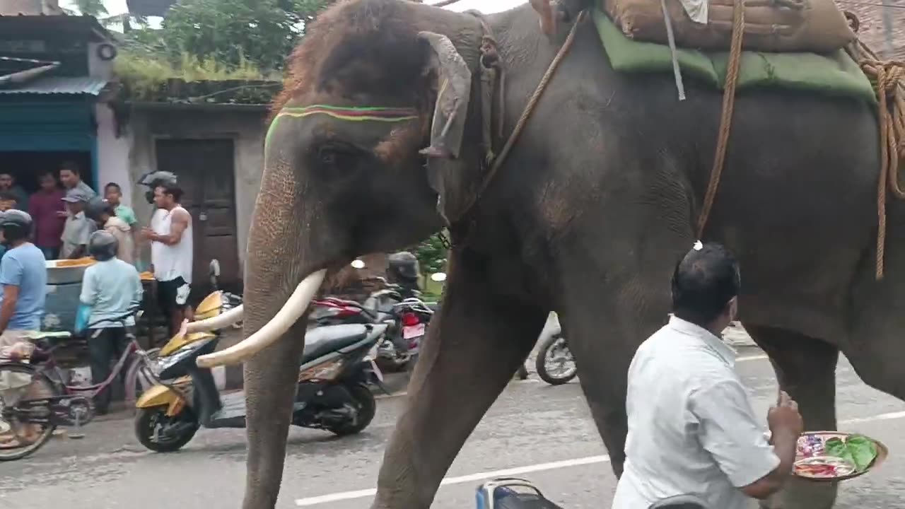 Brave Elephant Walking on Road 🐘🚗 Asking Food from People