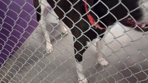 Oreo 2y Pet Id 947334 kennel 12 HSSAZ shelter gave him lotsa eye contact, makes hm happy20250815121
