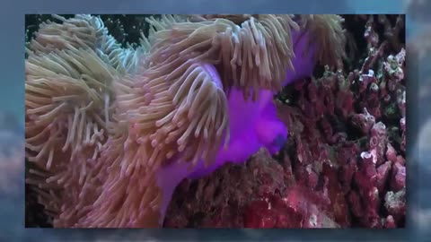 Part_02 The Ocean (4K UltraHD)- Relaxation Film - Peaceful Relaxing Music